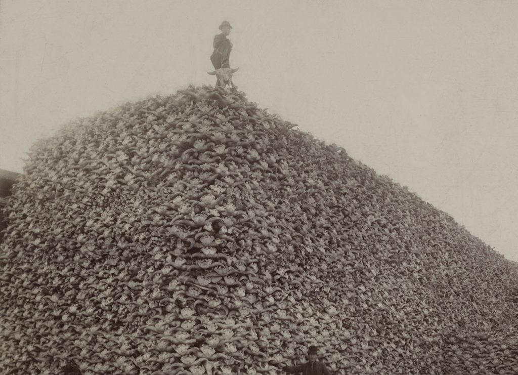 Men standing atop and in front of a massive pile of thousands of bison skulls.